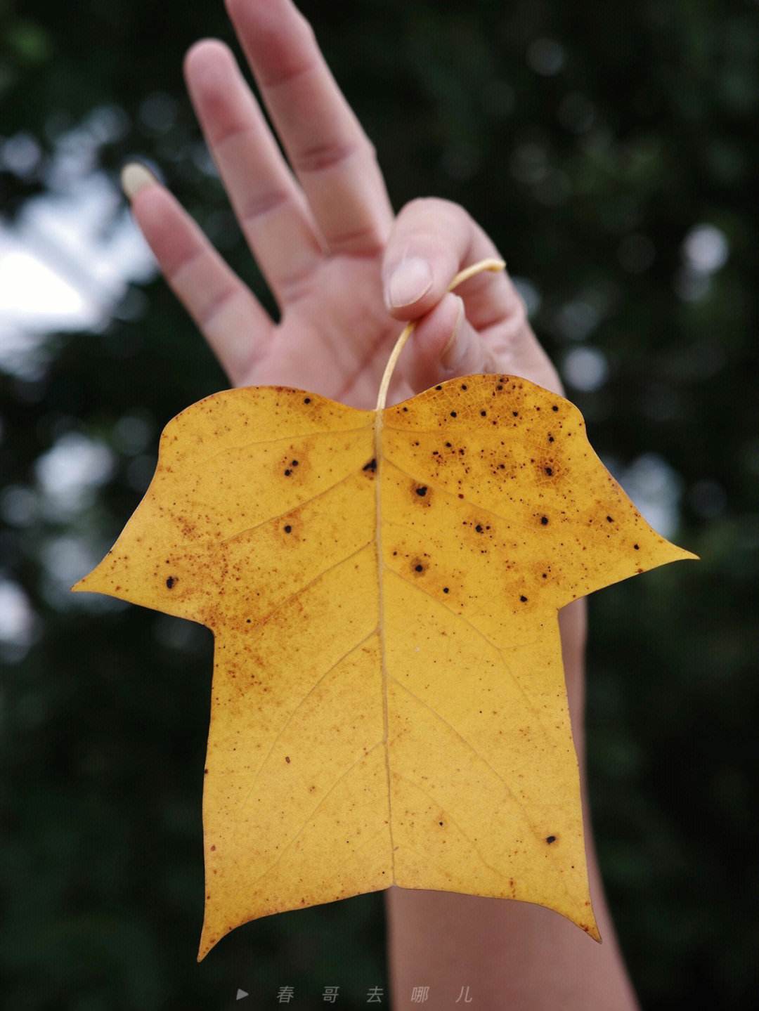 黄马褂酒图片，黄马褂酒